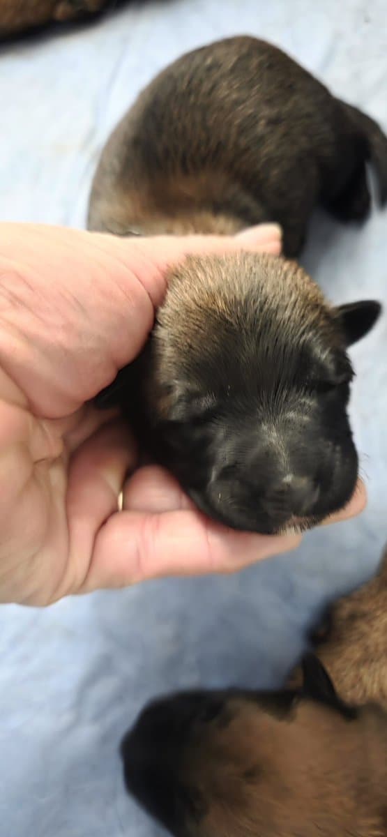 Your Trusted Malinois Breeders image 5