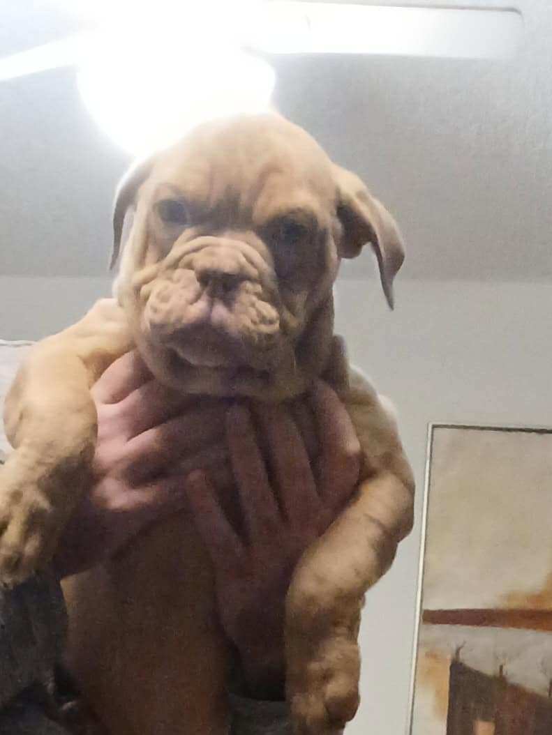 Male Olde english bulldogge image 1