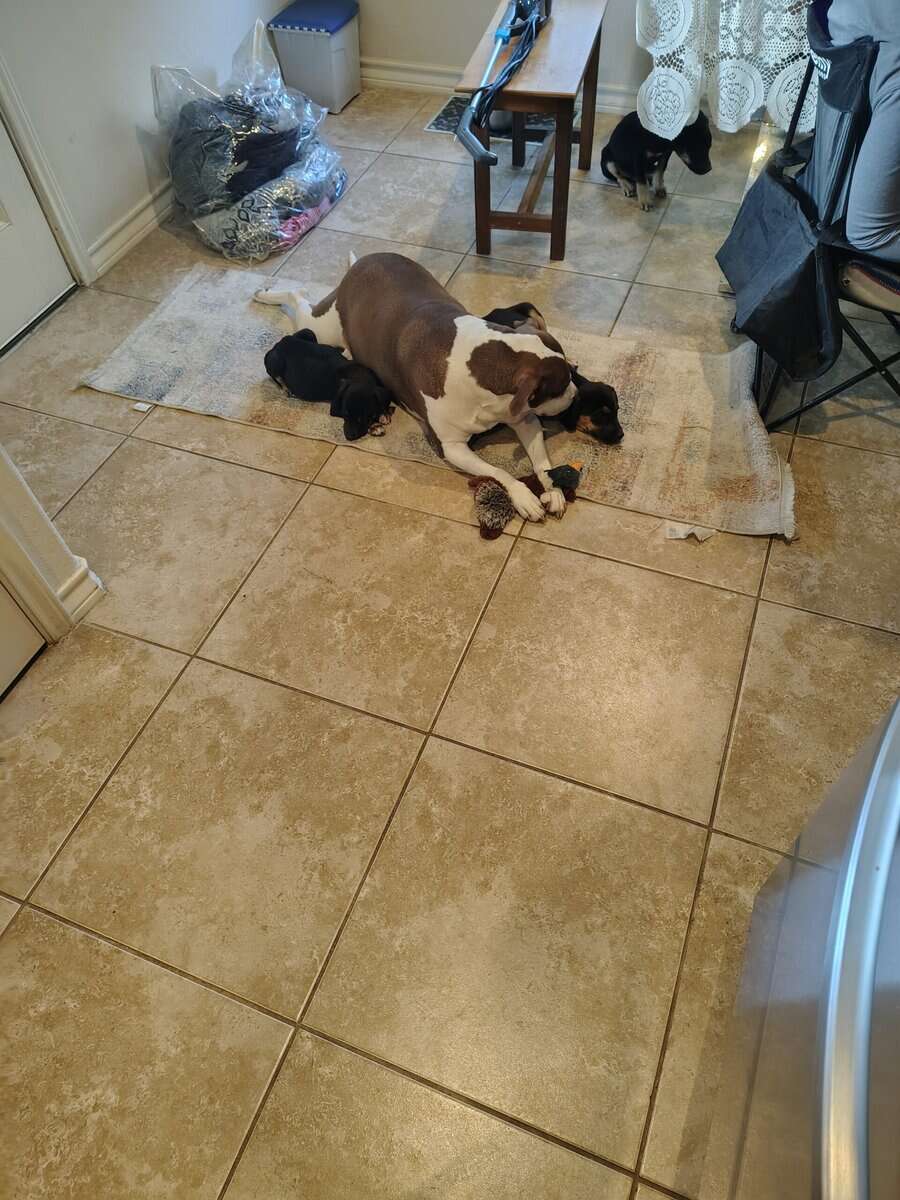 Free puppies image 1