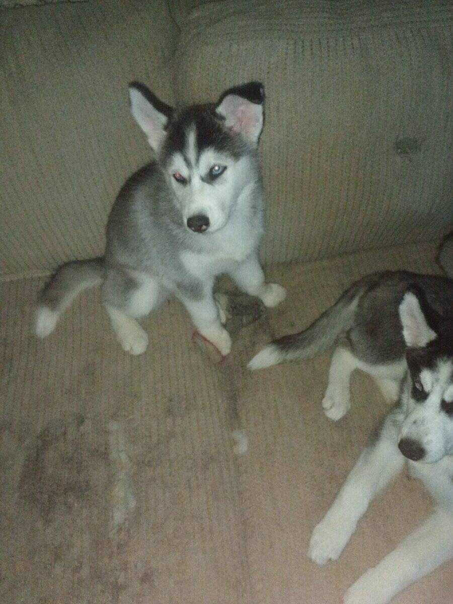 Siberian husky puppies image 5