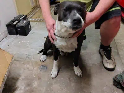 Needing to rehome asap