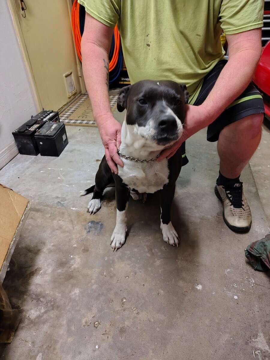 Needing to rehome asap image 1