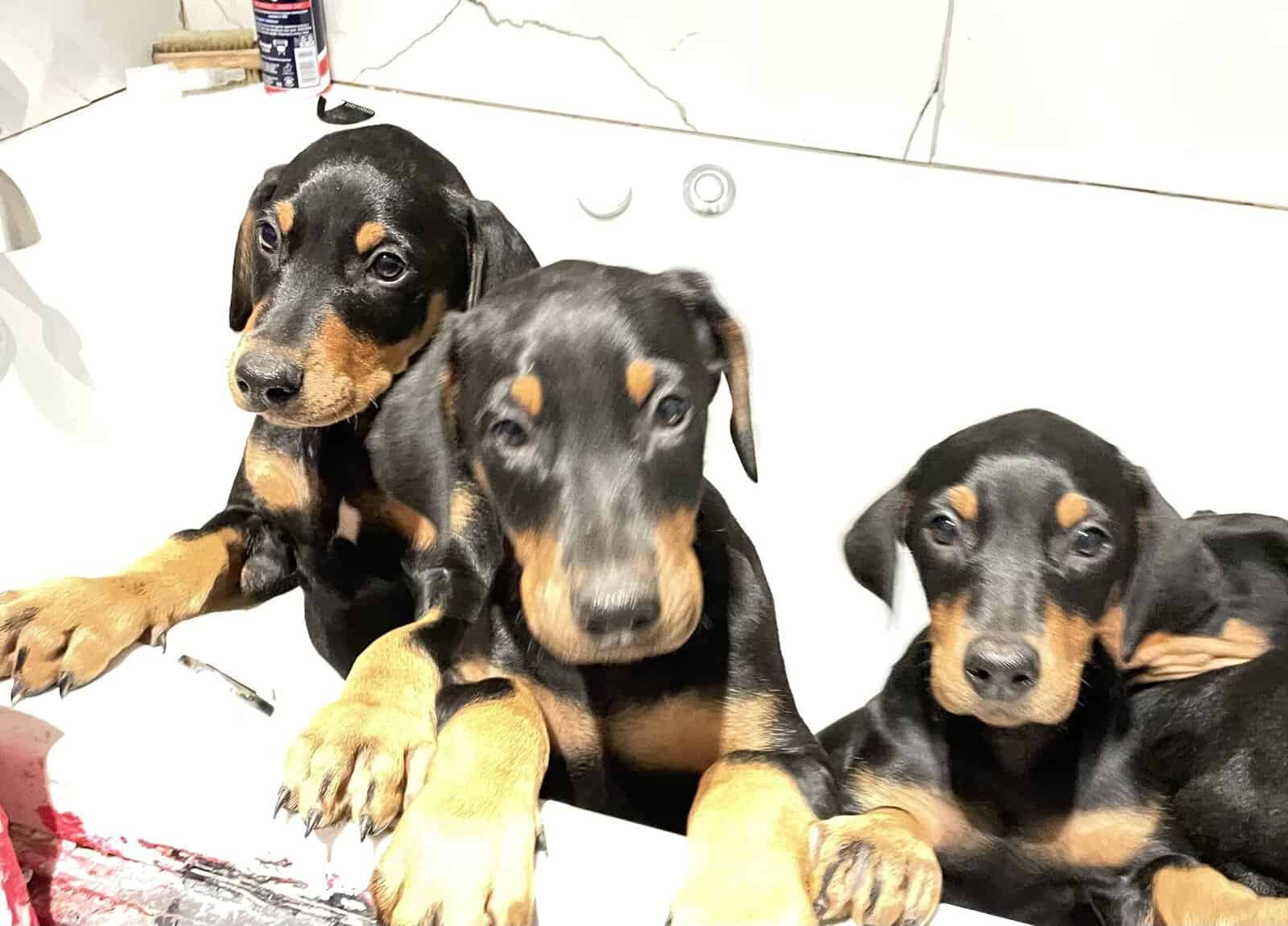 Doberman Puppies image 11