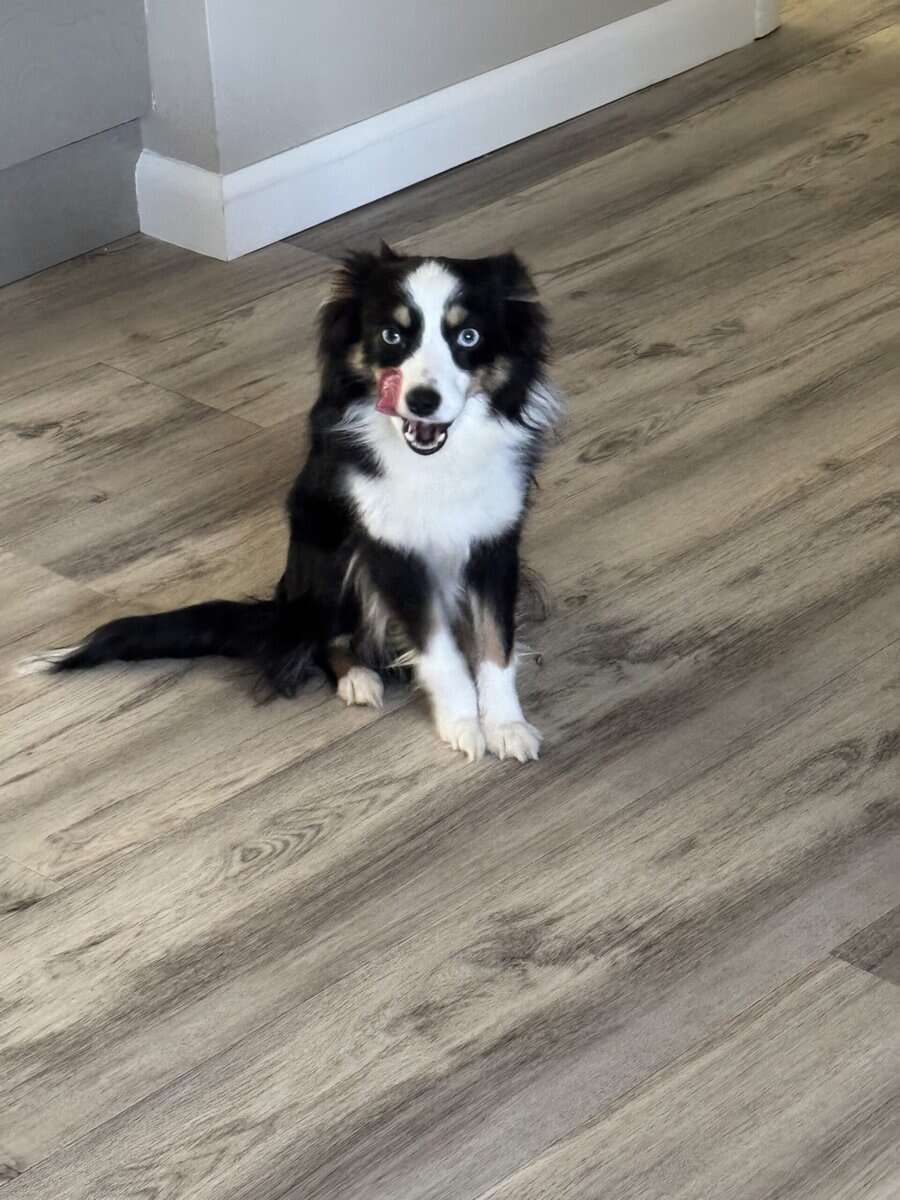 Toy Australian Shepherd image 3