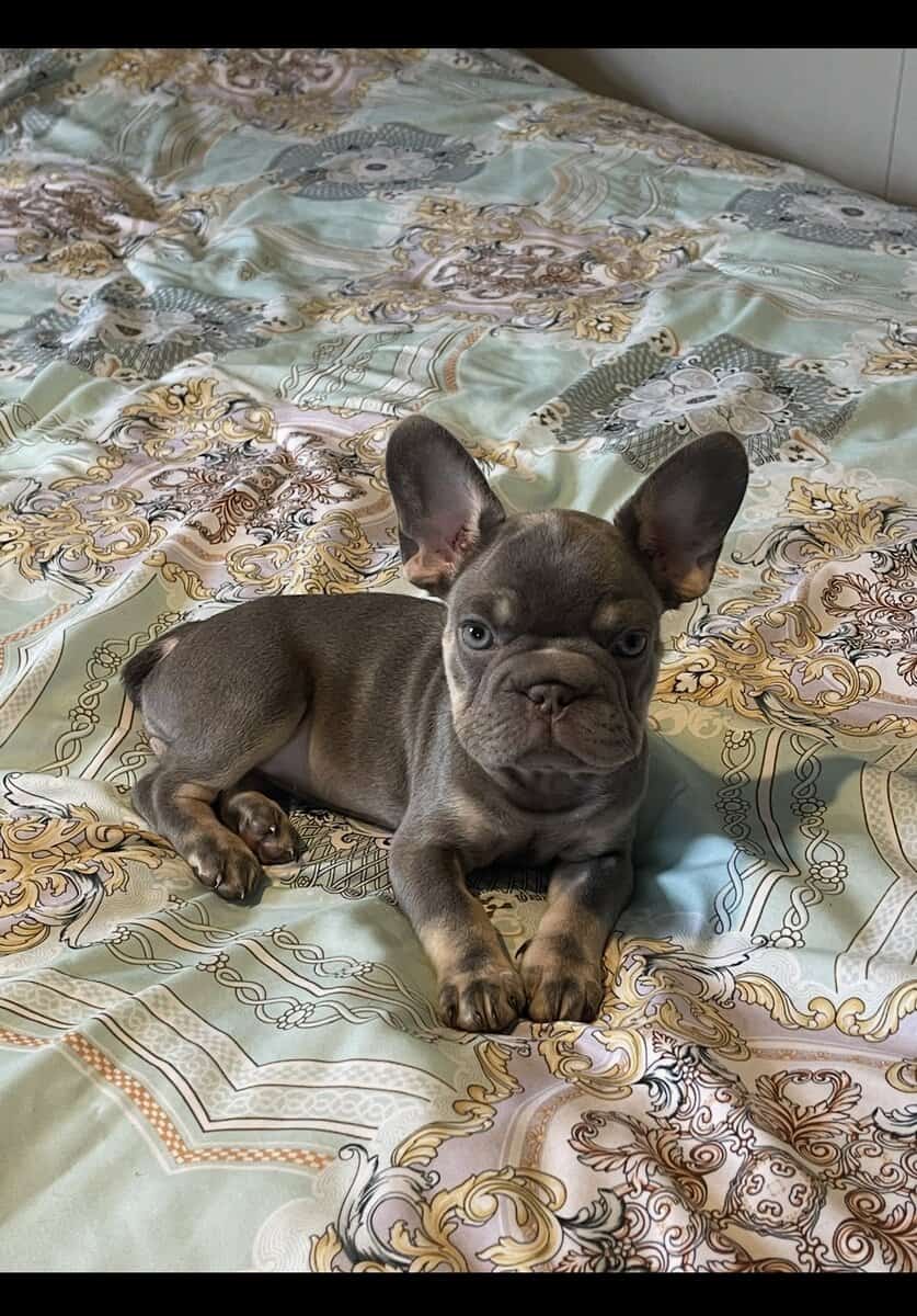 Big Rope Frenchie Girl image 2