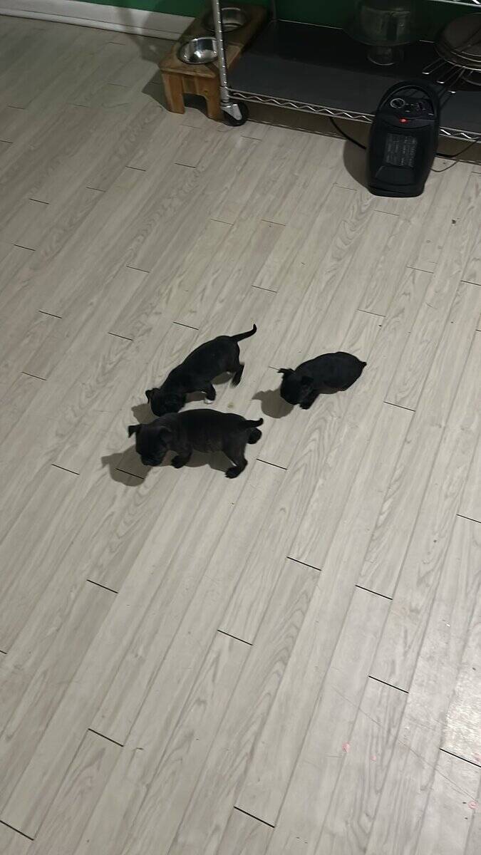 Bugg Puppies image 14