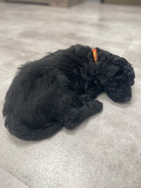 Doodle puppies ready for furever homes. image 6