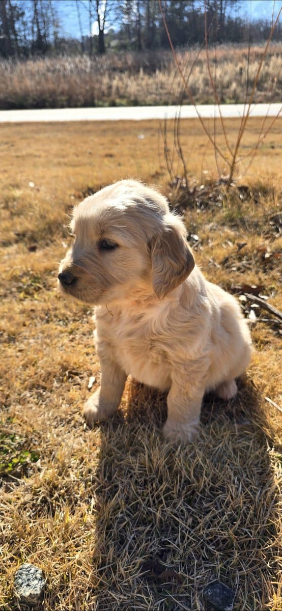 Golden retriever english cream image 2