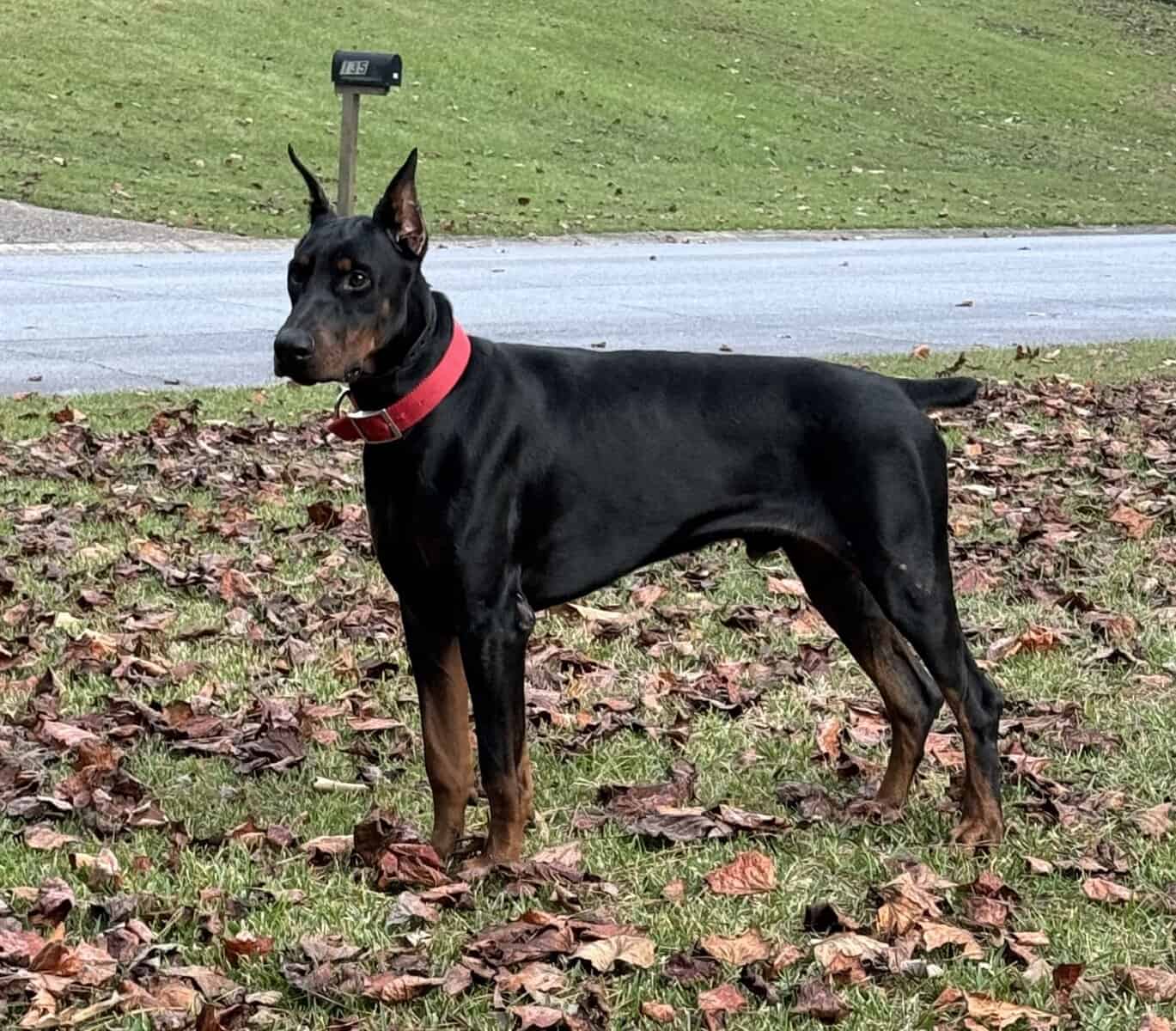 doberman image 1