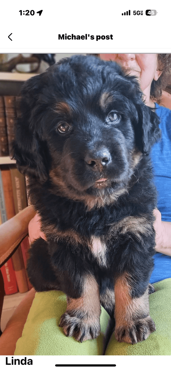 Dogs bred for health image 1