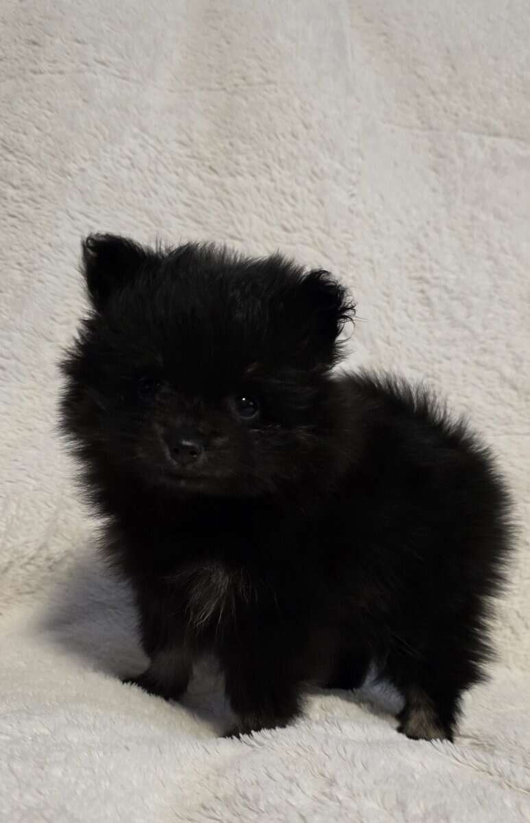 Pomeranian puppies image 3