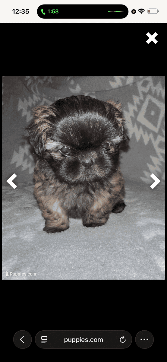 Shih Tzu puppies 600$ image 2