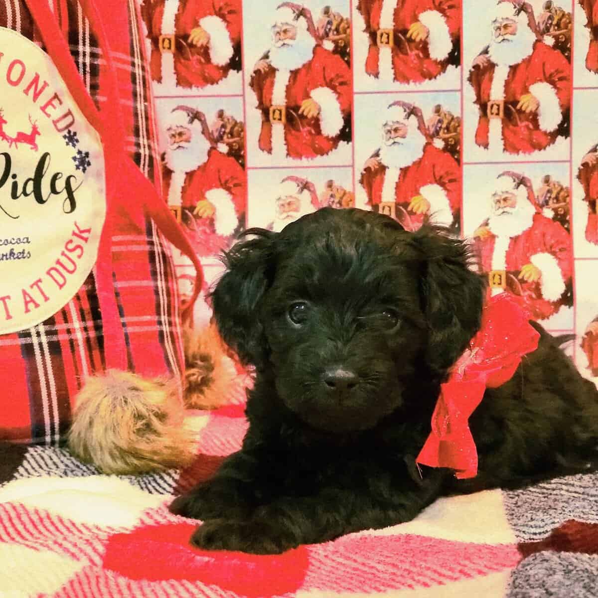 Mini Goldendoodle Puppies image 2