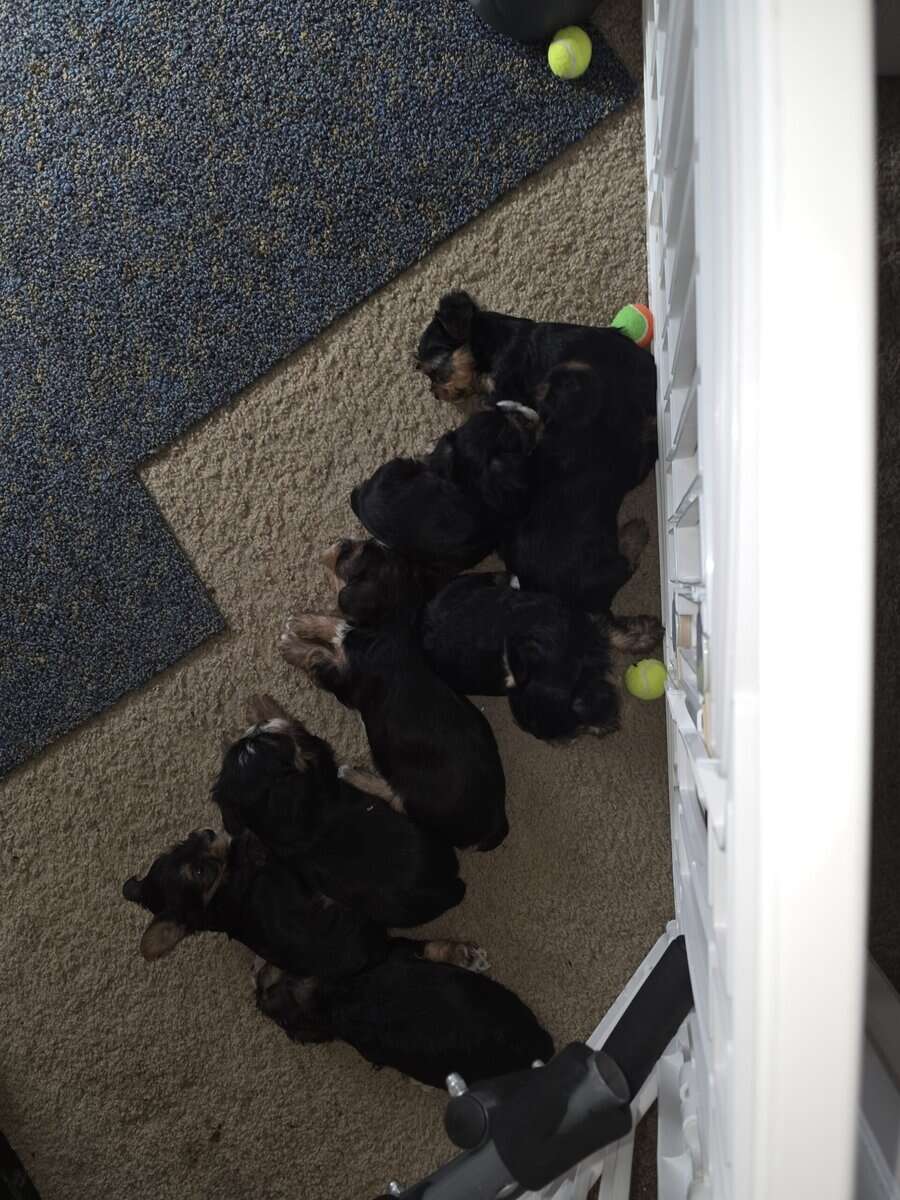 Yorkie Puppies image 2
