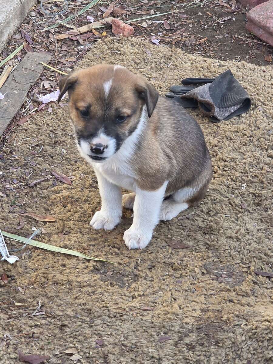 Free puppies German Shepard mix image 1