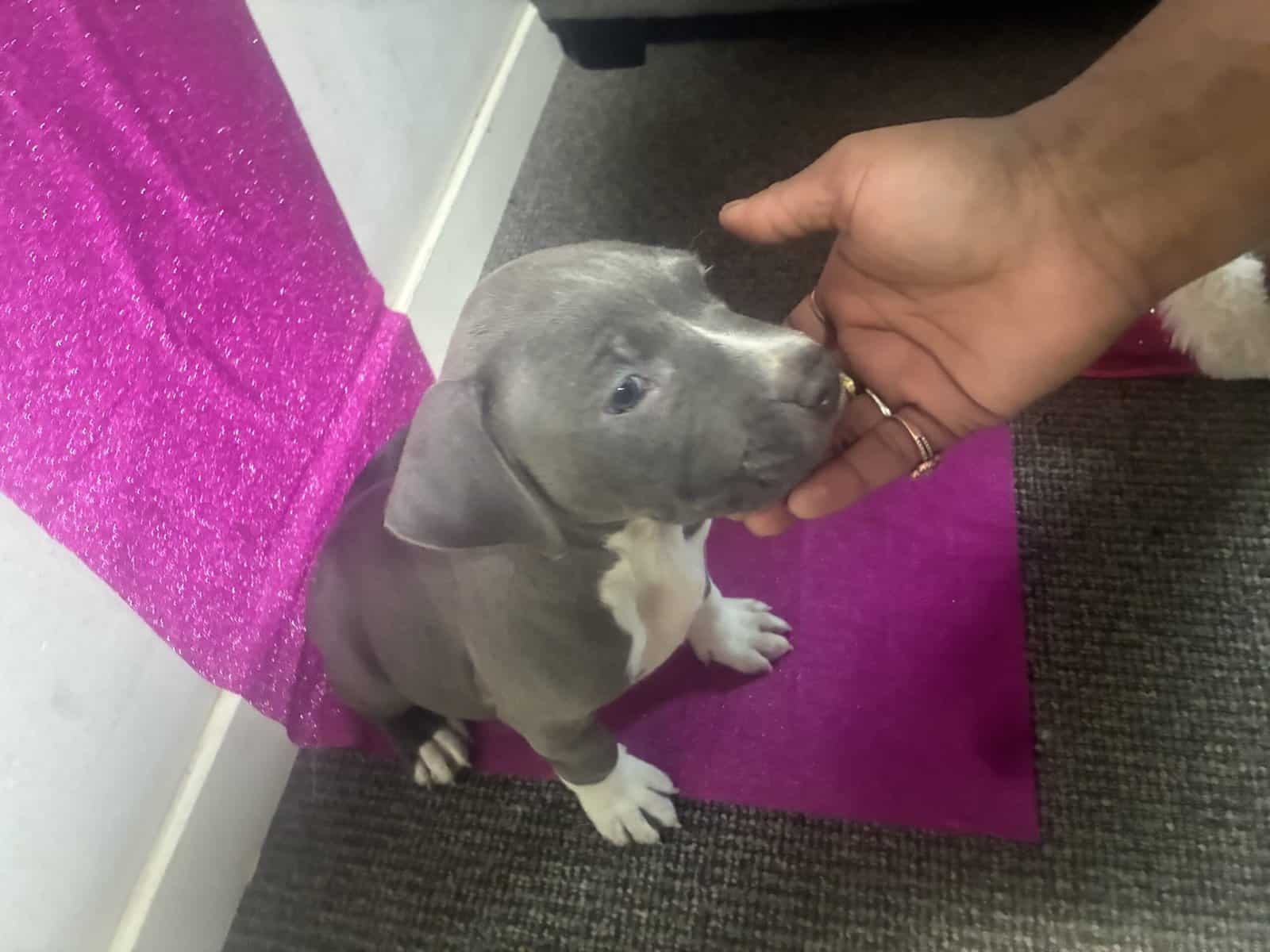 Beautiful American Staffordshire Terrier Puppies. image 5