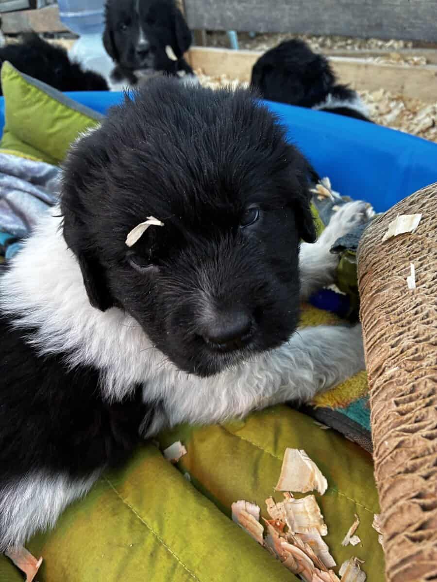 Newfoundland Puppies – Raised in a Home, Landseers image 5