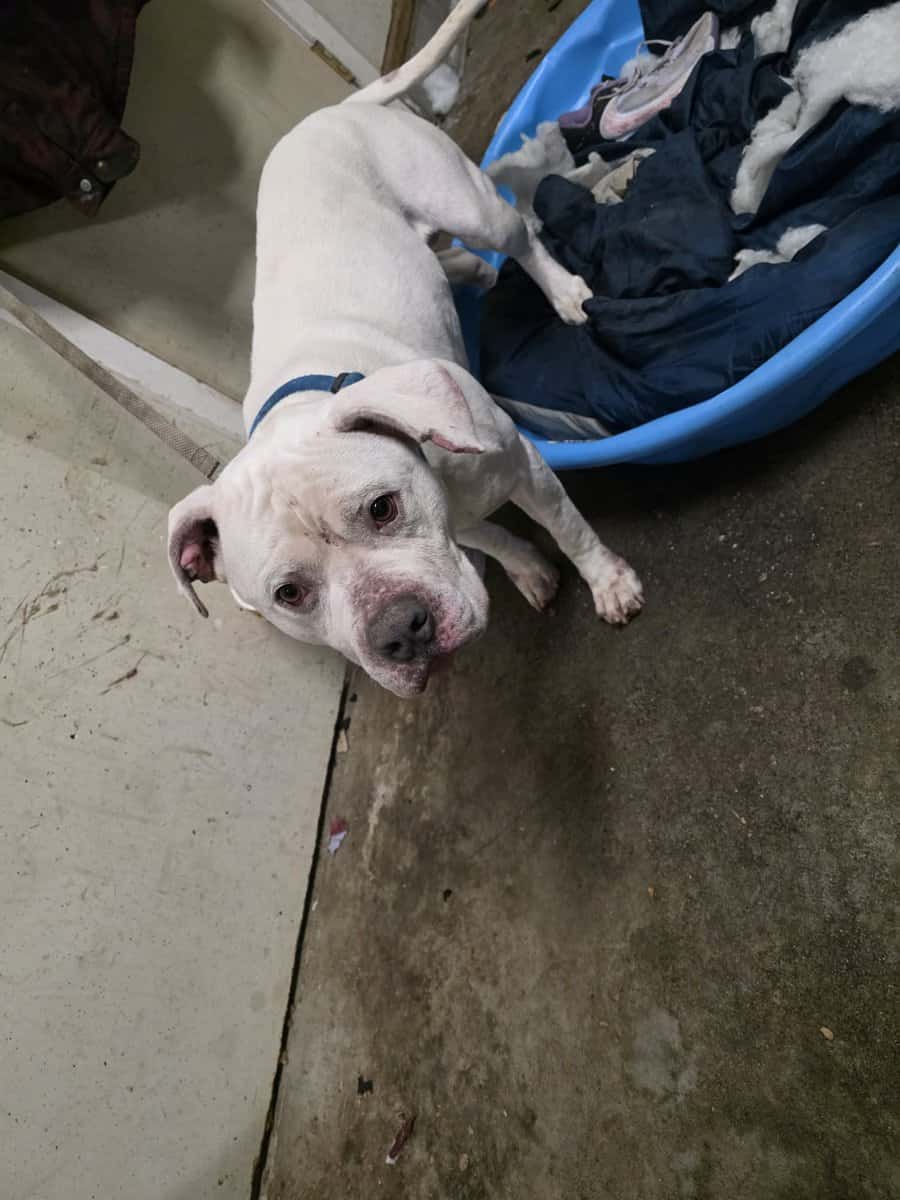 2 White Pitbulls need a new home ASAP image 2