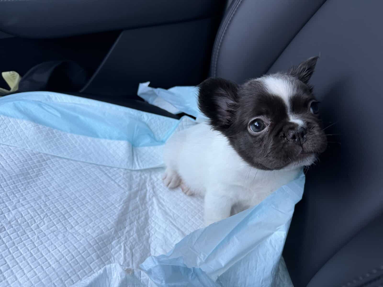 Fluffy French bulldog puppy black-and-white image 2