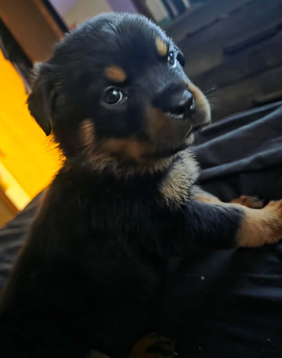 Rottweiler Puppies for sale image 1
