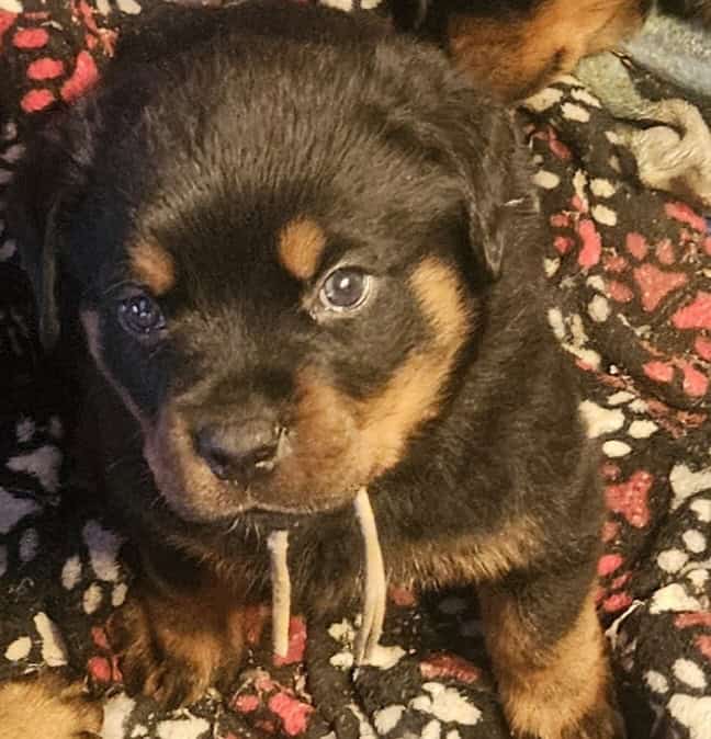 Rottweiler Puppies for sale image 3