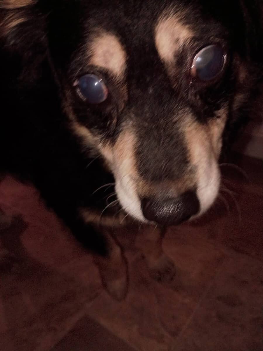 Senior Cocker Spaniel Looking for Retirement Home image 2