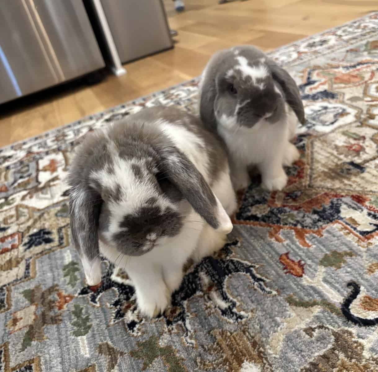 Holland Lop Bunny Brothers image 1