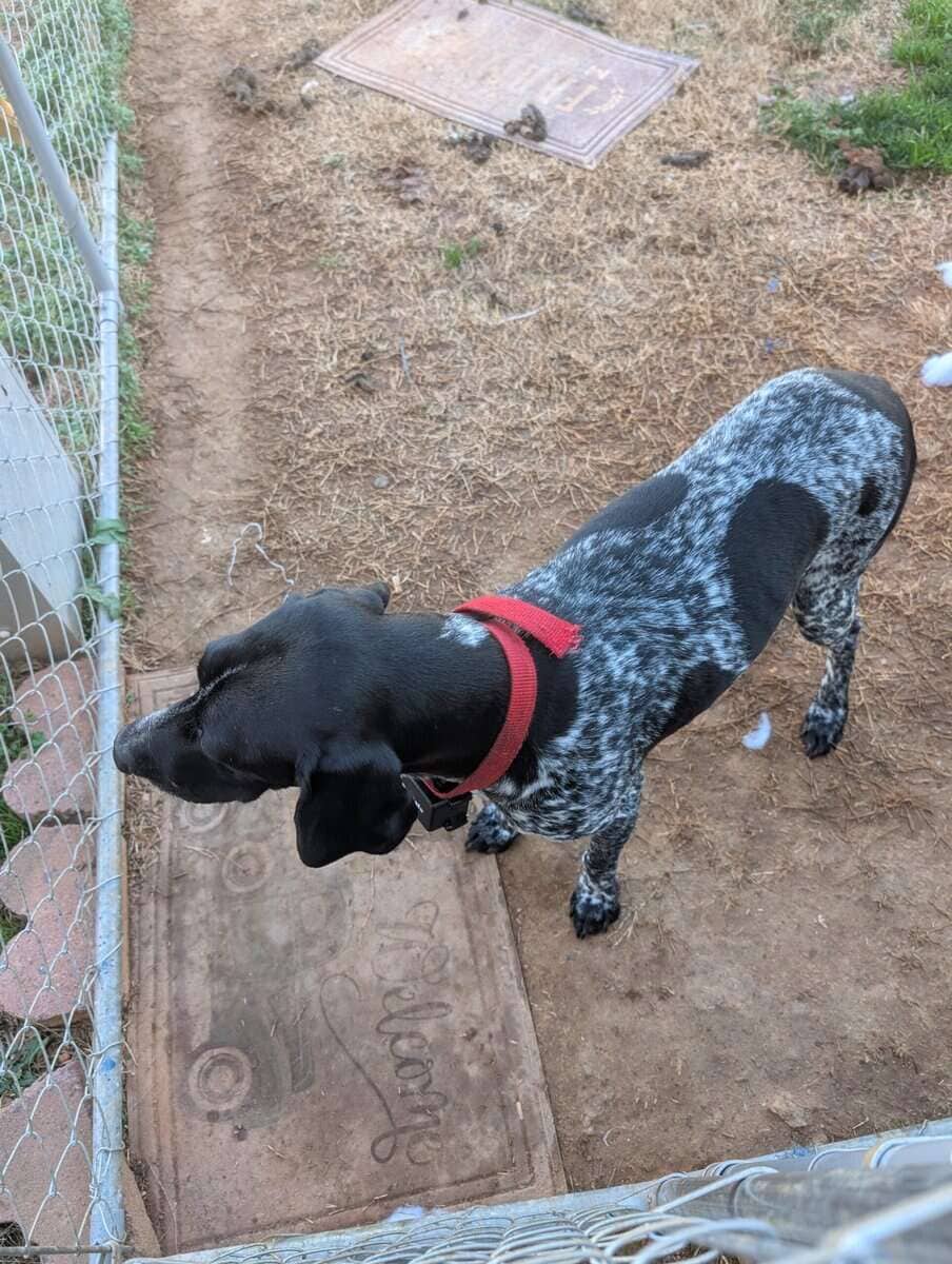 German Shorthair Pointer Puppies image 19