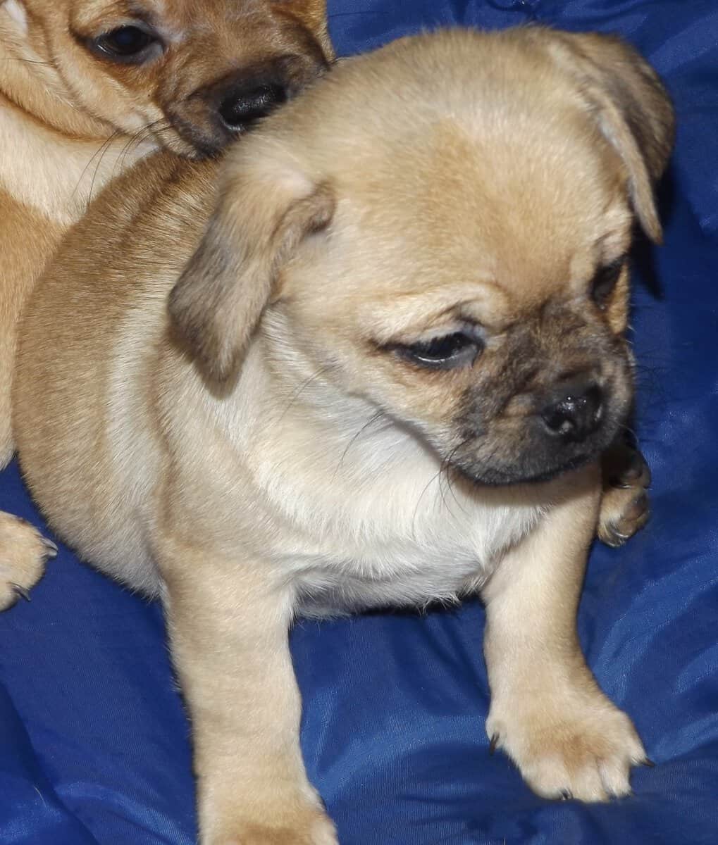 ADOREABLE CHUG PUPPIES BORN 11/05/25 image 4