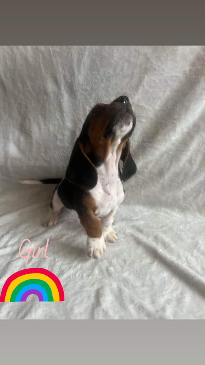 Purebred Basset Puppies image 6