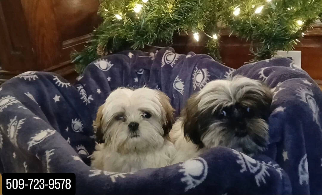 Shihtzu Puppy! image 5