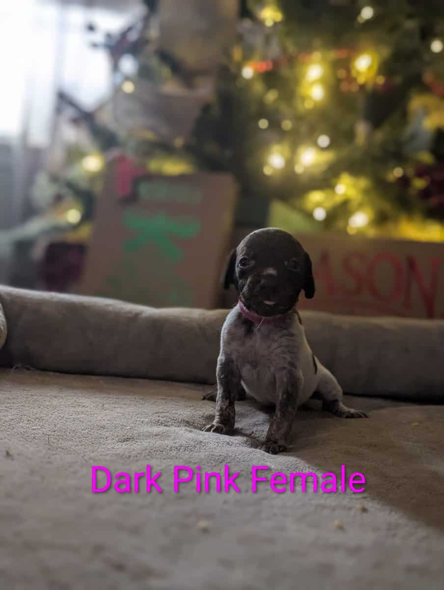 German Shorthair Pointer Puppies image 13