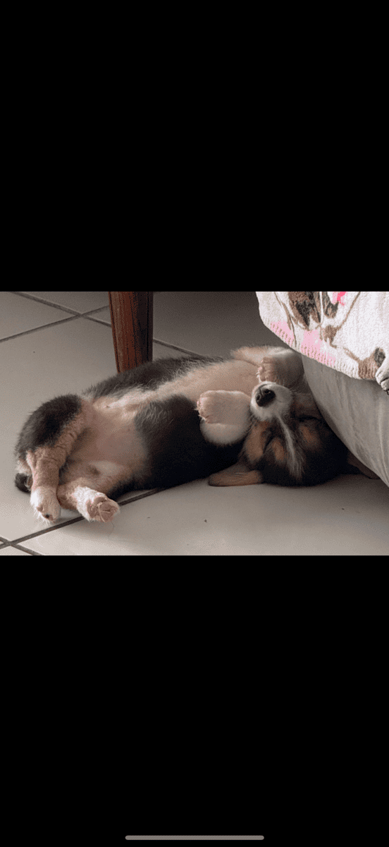 Corgi puppy image 2