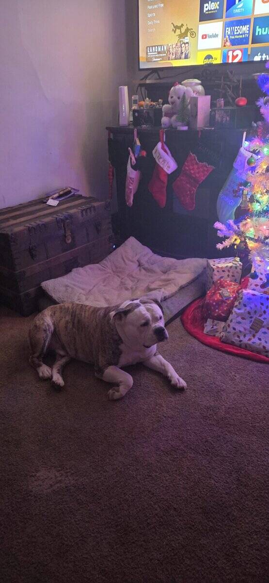 Free American bulldog image 1
