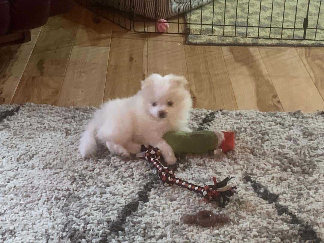 Blue Eyed Boy Pomeranian Puppy image 2