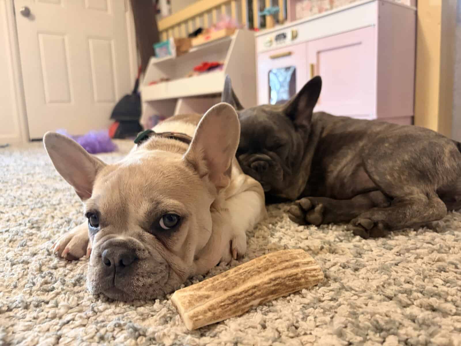 Frenchies image 3