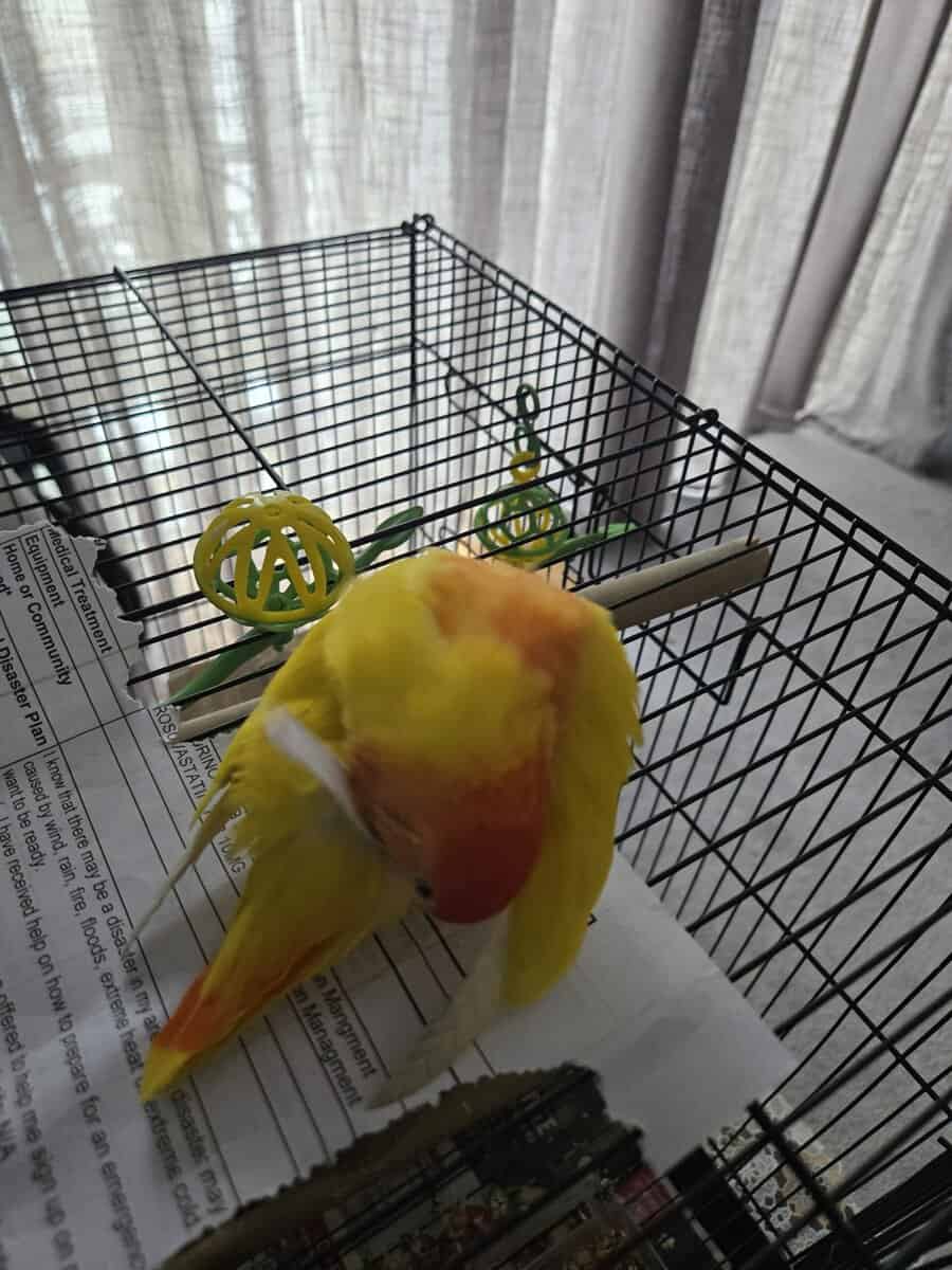 Cage/toys included! Red Headed Lutino Lovebird image 8