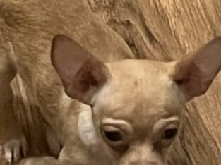 Female chihuahua 9 weeks