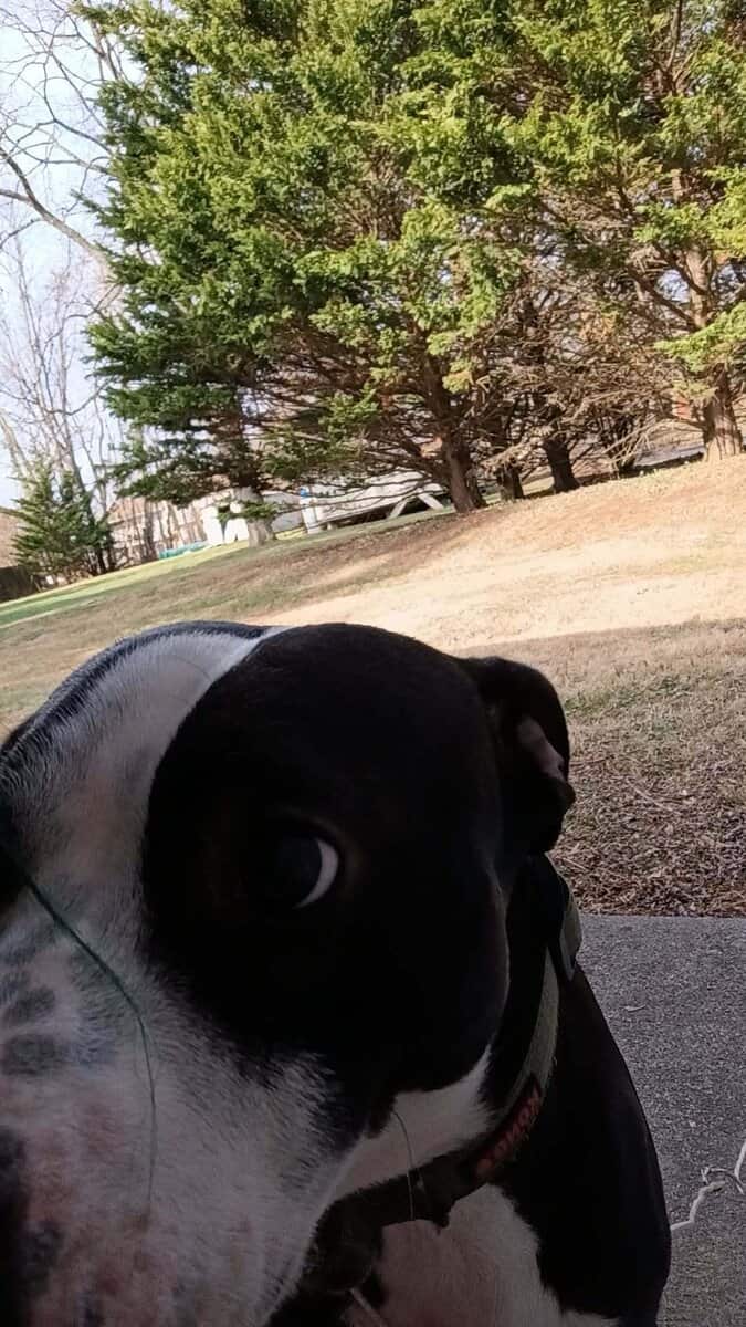 Alastor's looking for a new home image 5