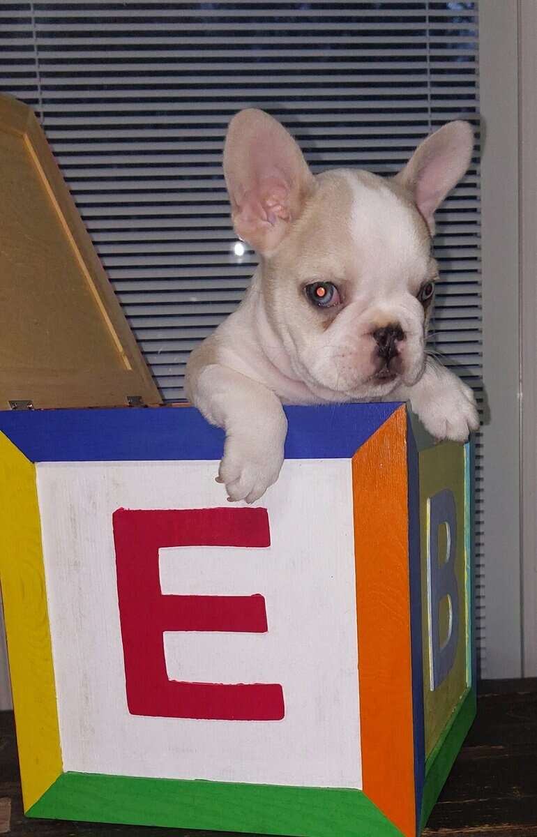 French bulldog male image 3