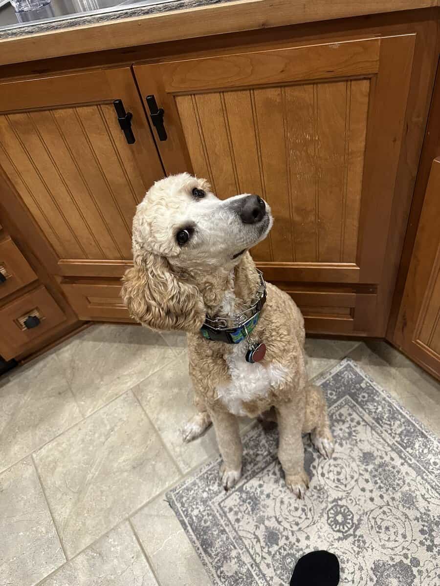 Gracie Pup Standard Poodle image 8