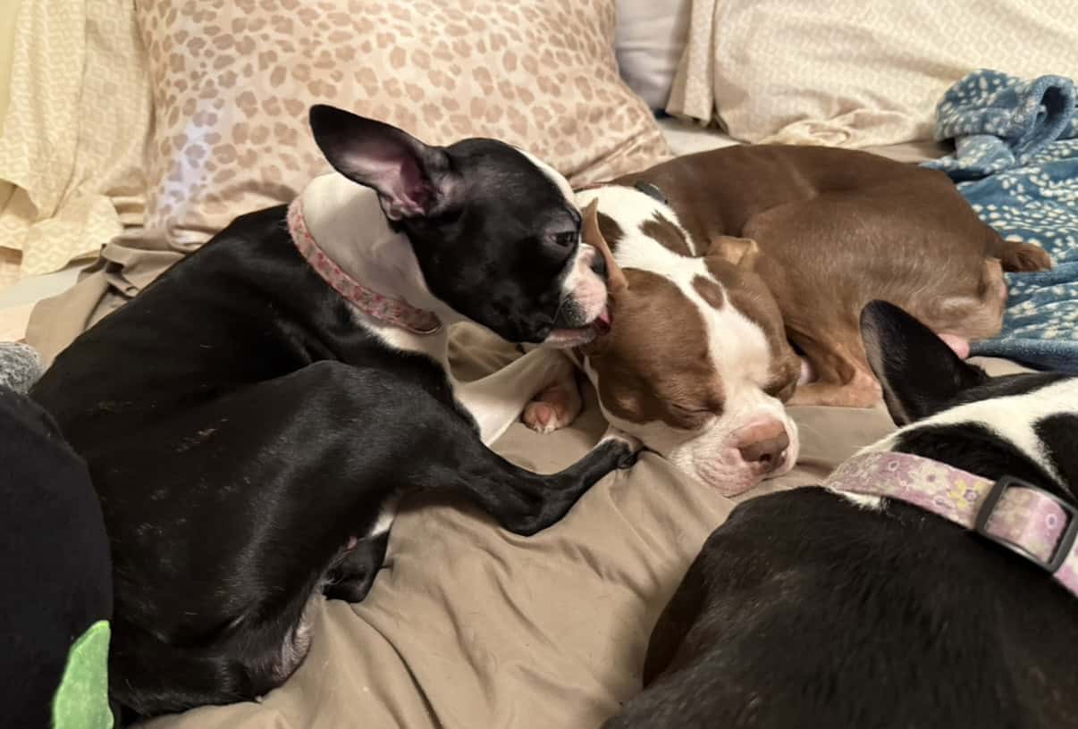 Purebred Boston Terrier Puppies image 4