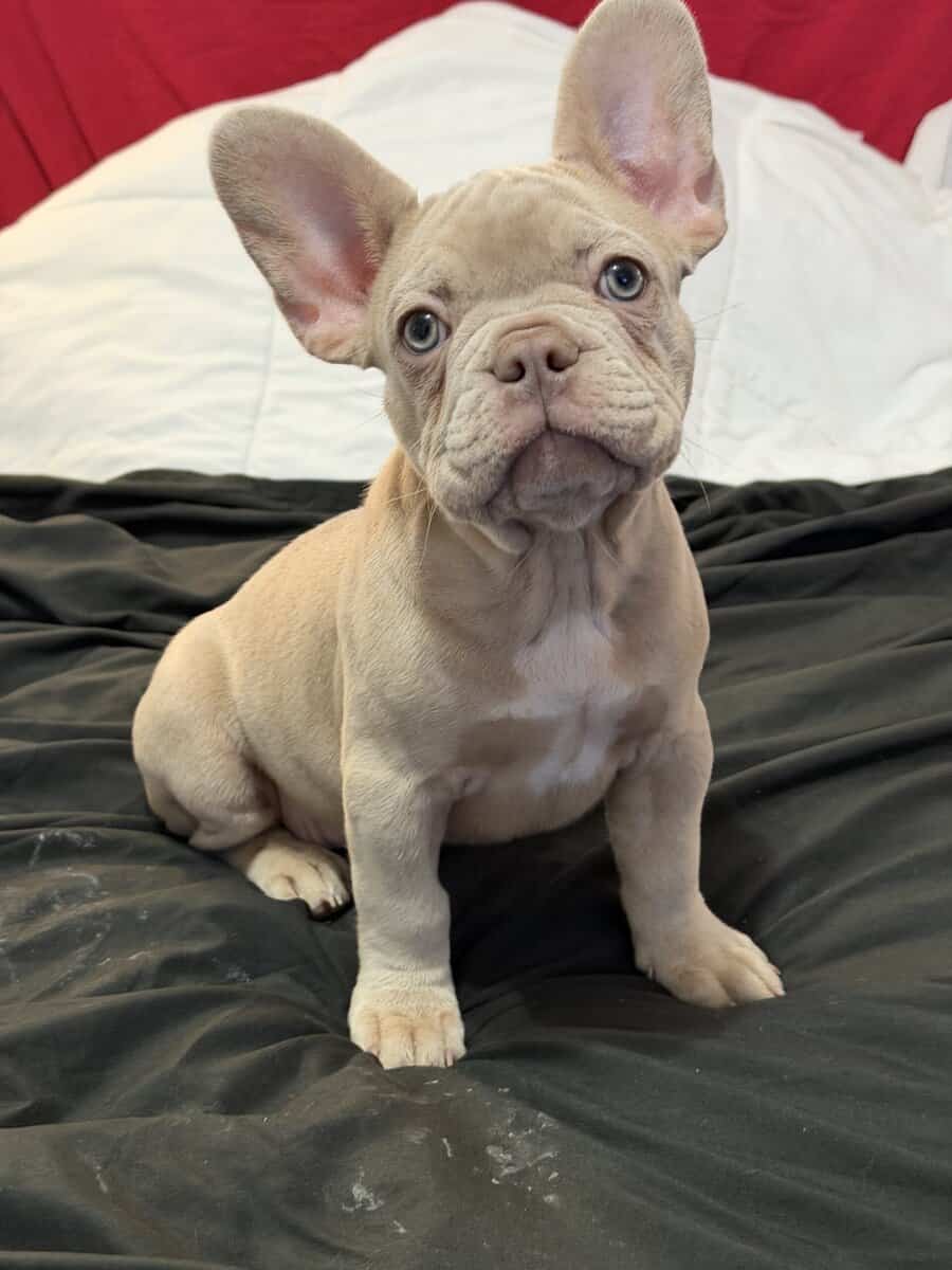Beautiful Cream French Bulldog Female image 1