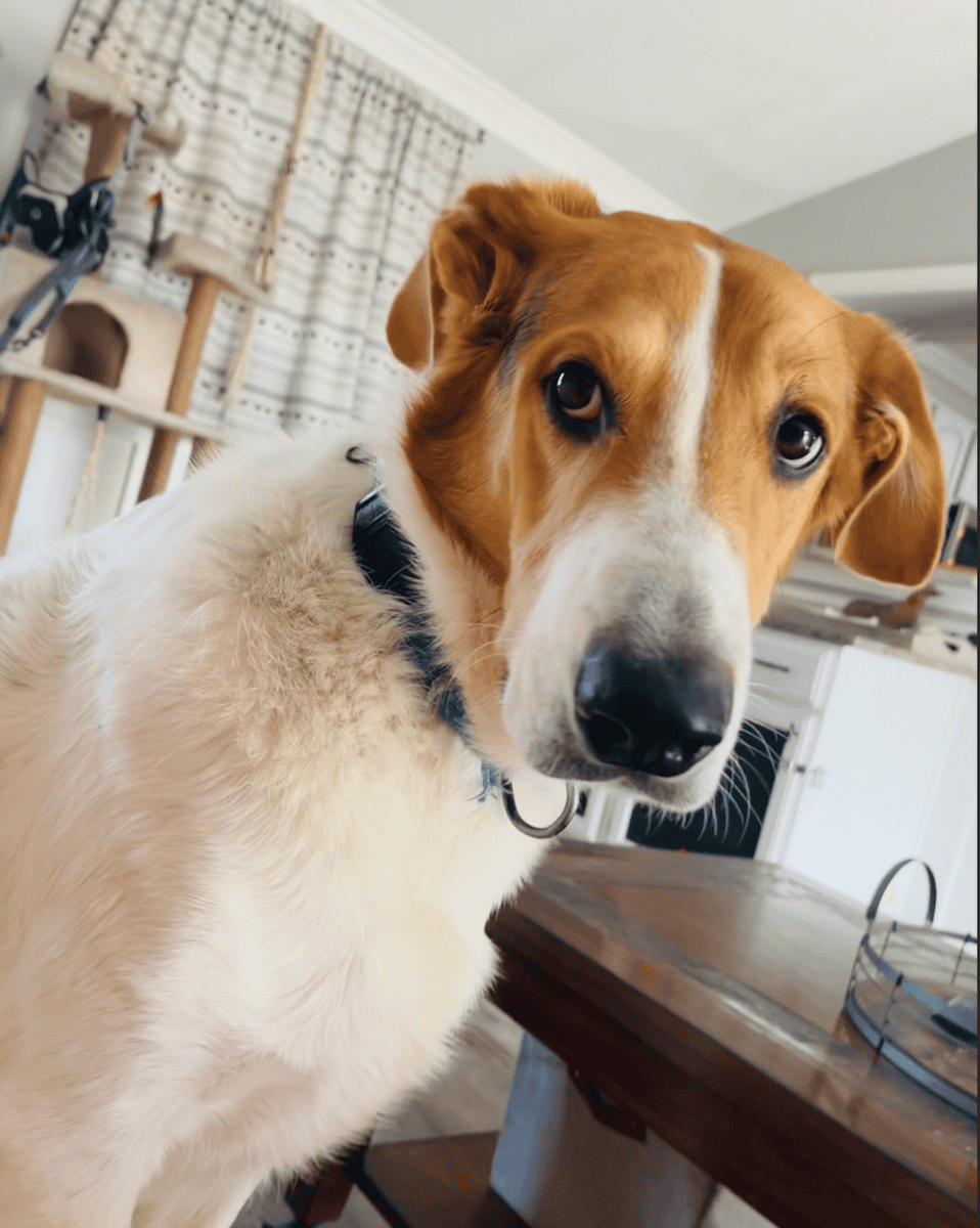 Dennis the Menace: Puppy Seeking Home image 5