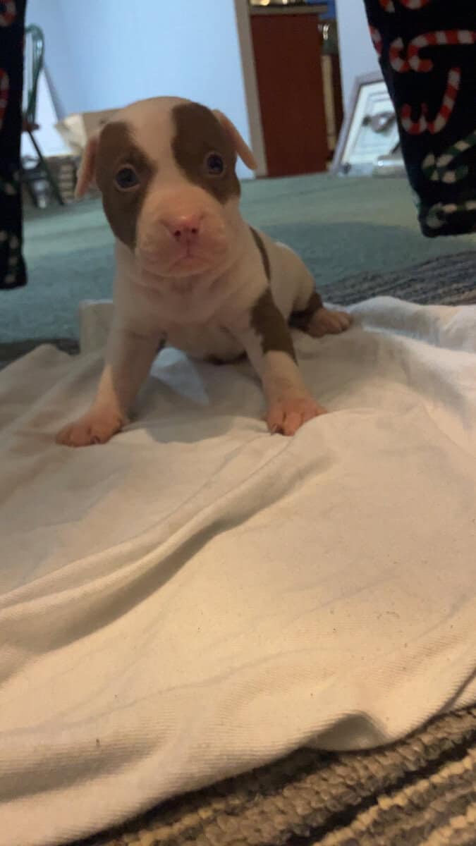Female pitbull puppy image 1