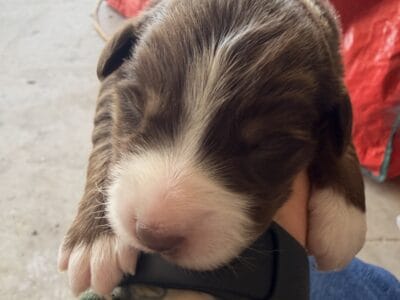 Australian shepherd puppies for sale