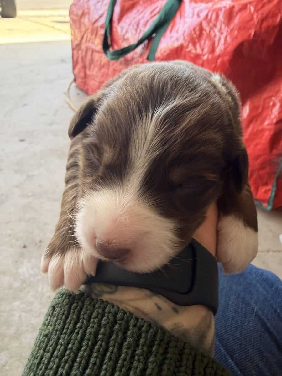 Australian shepherd puppies for sale image 1