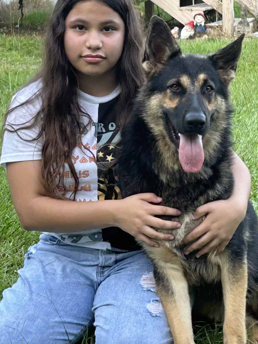 German Shepherd Puppies image 17