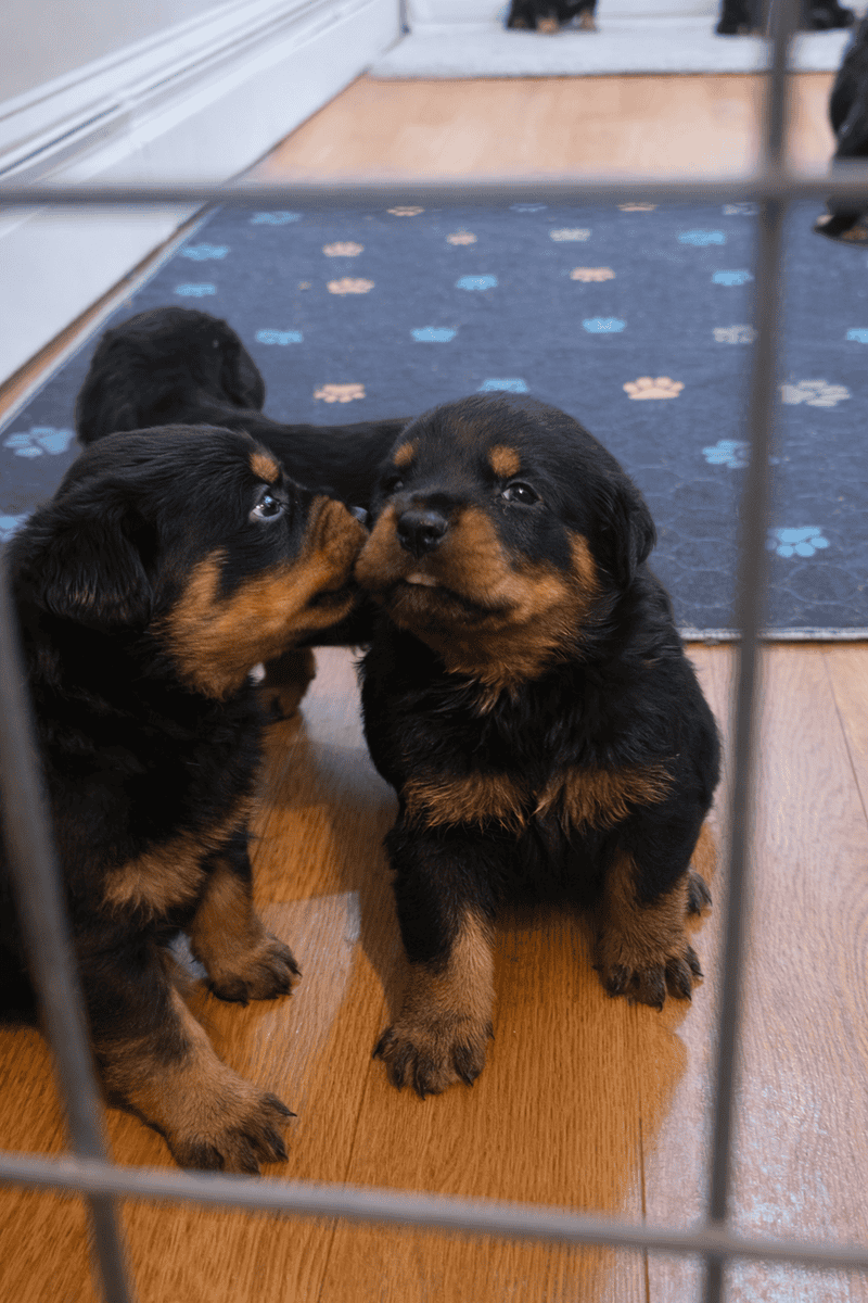 Rottweiler puppies image 1