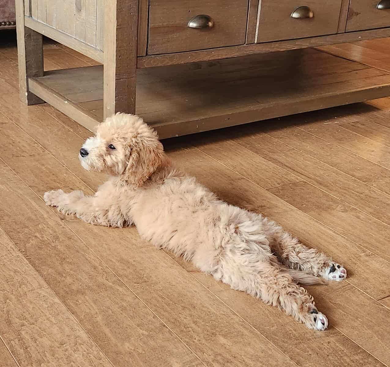 Female Mini Goldendoodle image 3